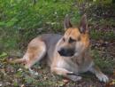 Ce blog est consacré aux chiens, et particulièrement les bergers allemands. Tout savoir sur son comprtement, son éducati